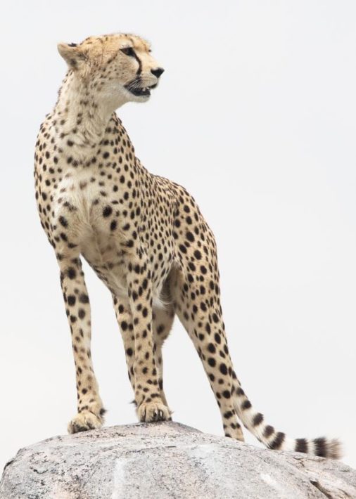 The cheetah