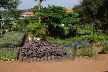 Interest in trees is increasing, and tree nurseries like here in Kampala