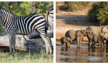 Botswana Animals